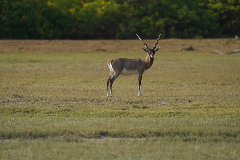 a gazelle standing in a field with trees in the background
