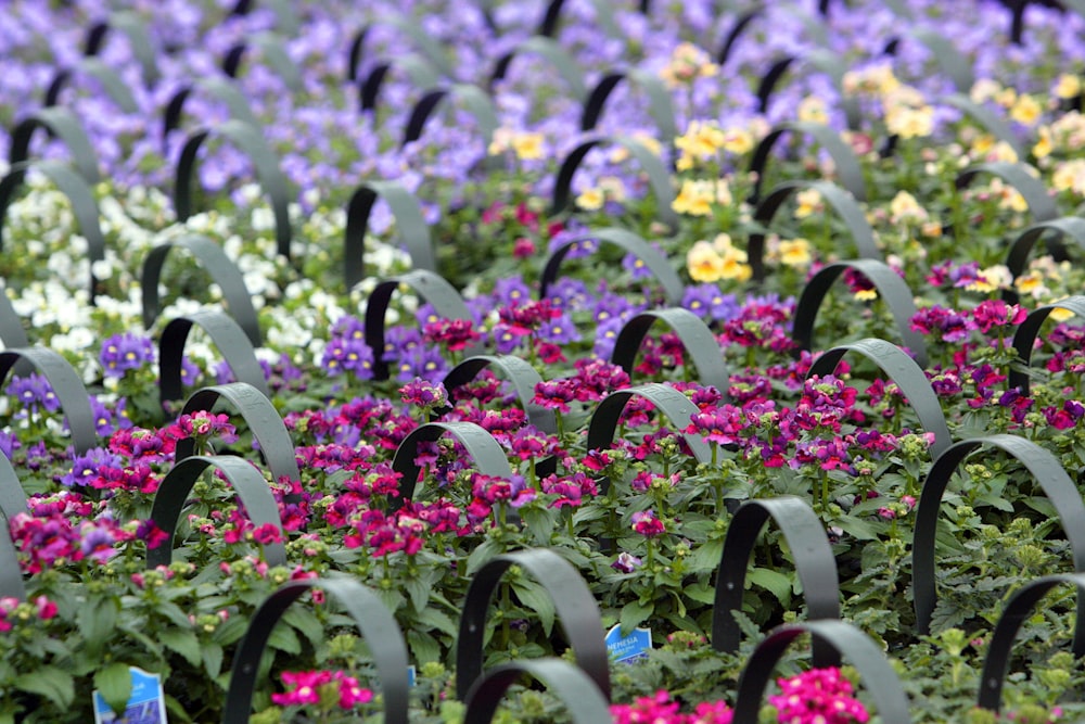 a field of colorful flowers with a black iron fence