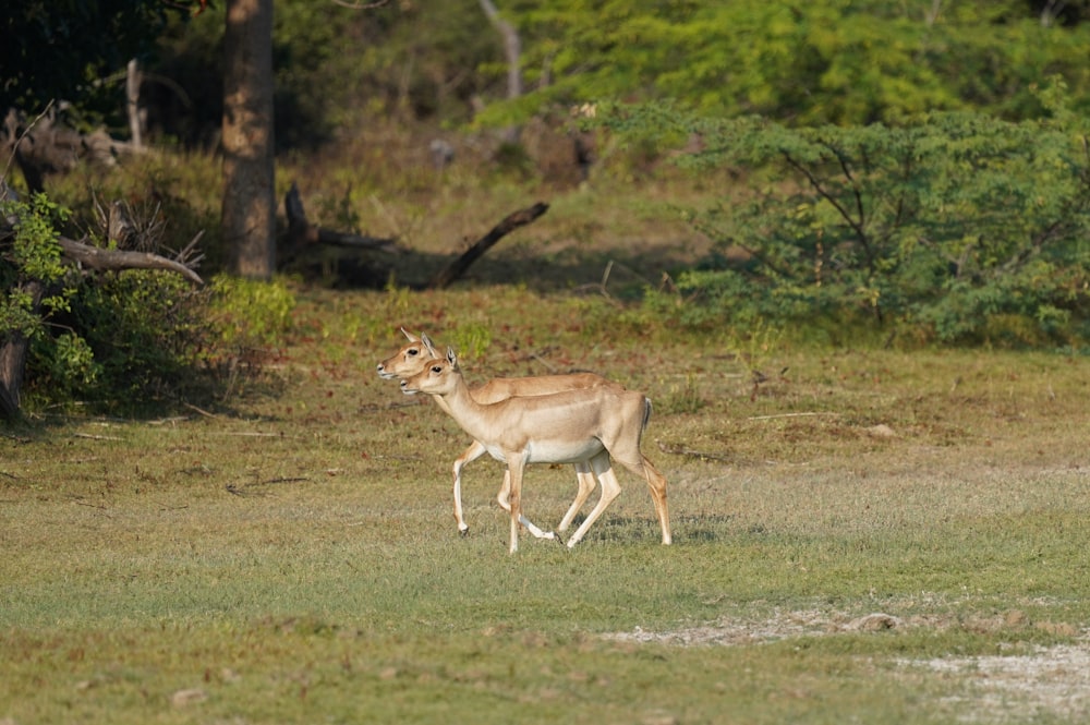 a gazelle running in a field with trees in the background