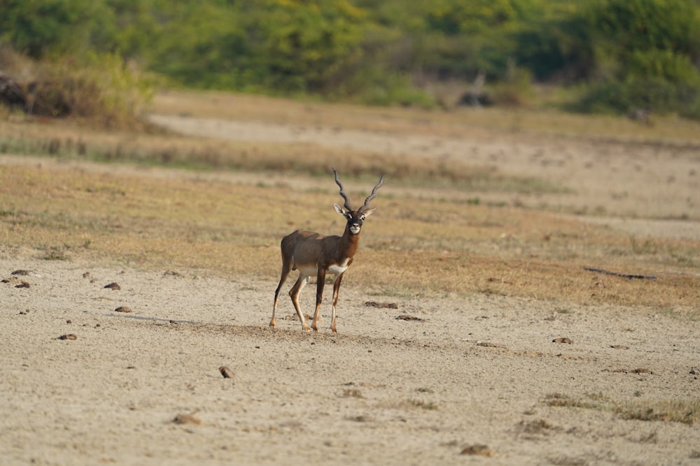 a gazelle standing in the middle of a dirt field