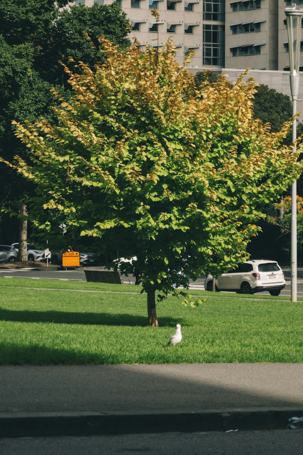 a bird sitting under a tree in a park