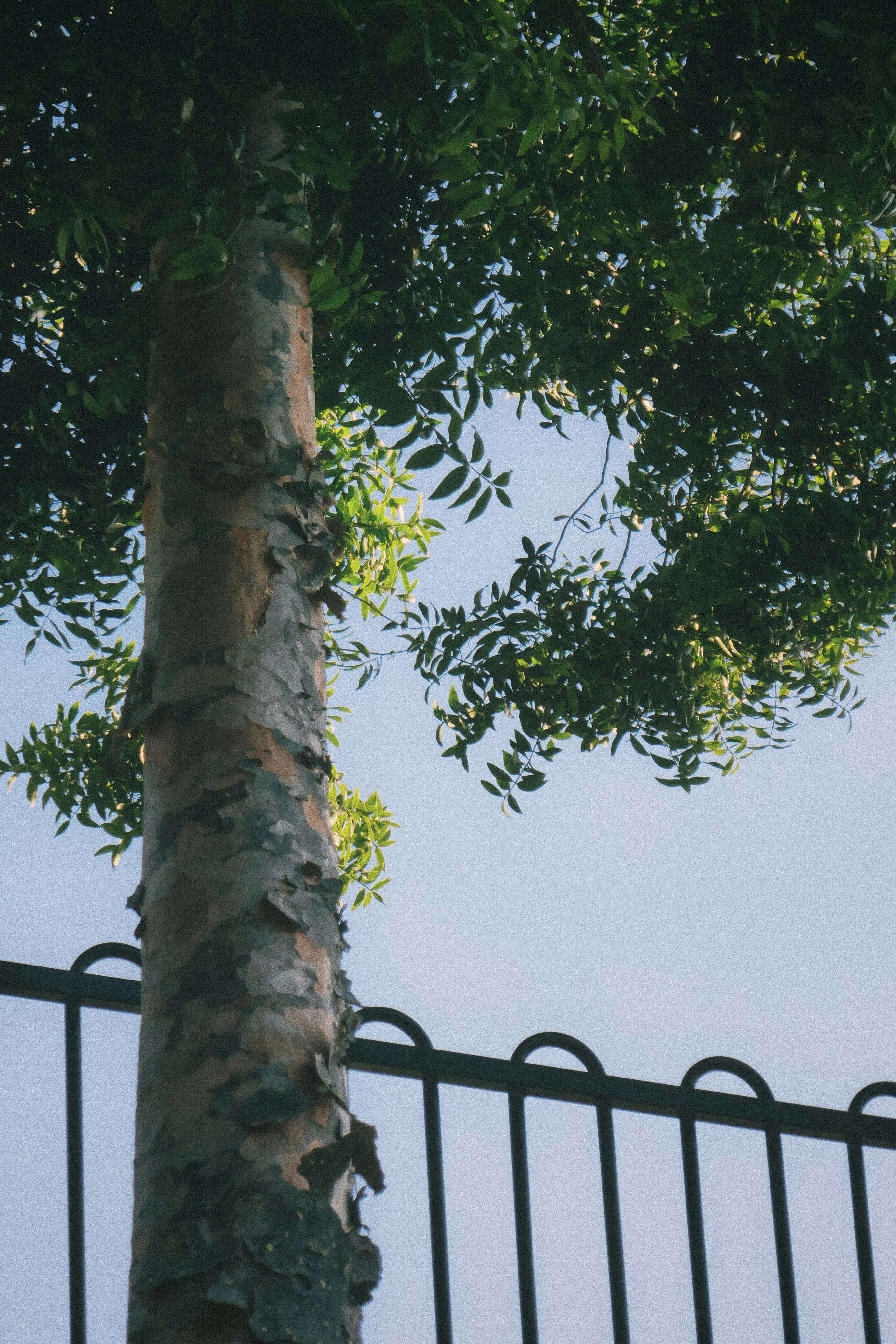 a tall tree next to a metal fence