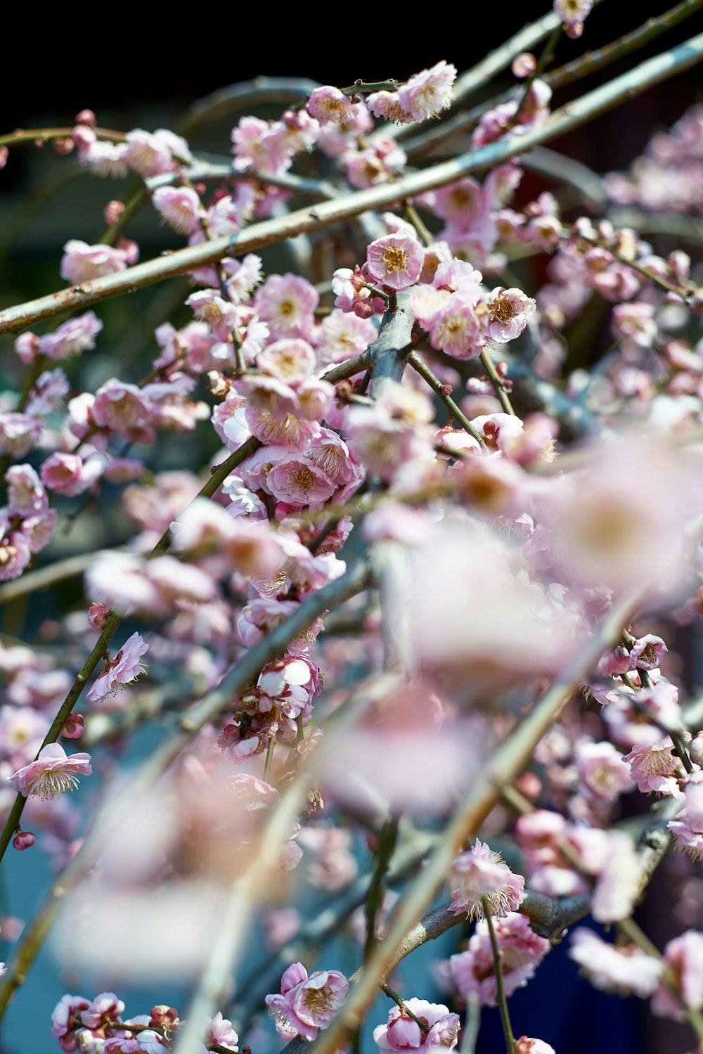 a bunch of pink flowers on a tree