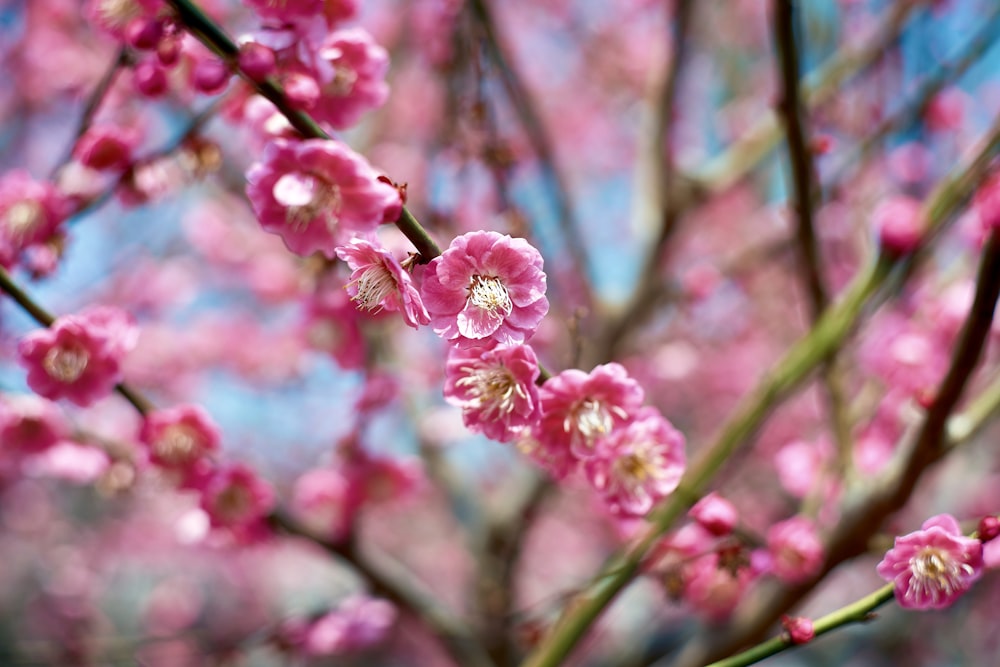 a close up of a tree with pink flowers