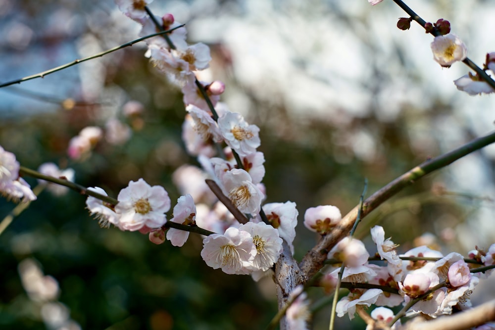 a close up of a tree with white flowers