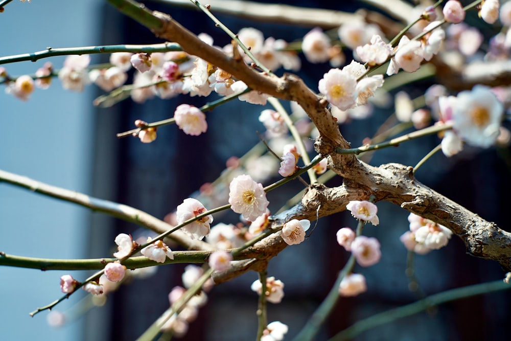 a tree with white flowers in front of a building