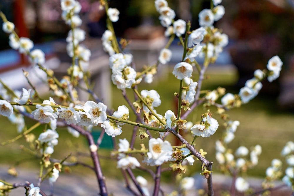 a close up of a tree with white flowers