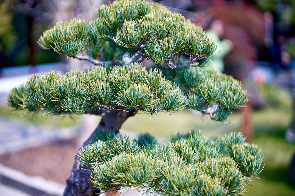 a bonsai tree in a pot in a garden