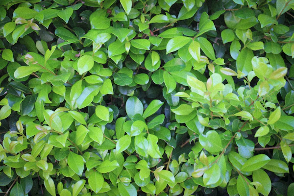 Shrub plants