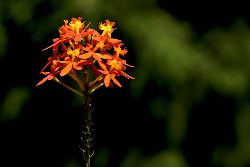 a close up of a flower with a black background