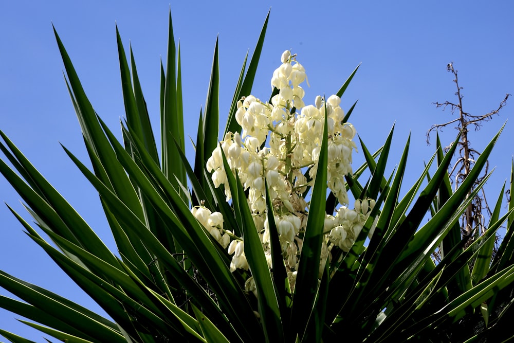 a bunch of flowers that are in the grass