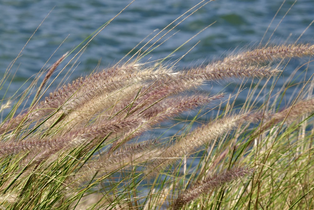 a bunch of tall grass next to a body of water