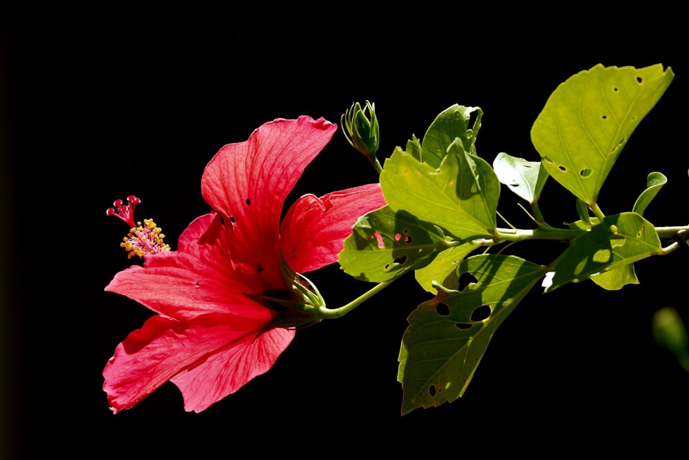 a red flower with green leaves on a black background
