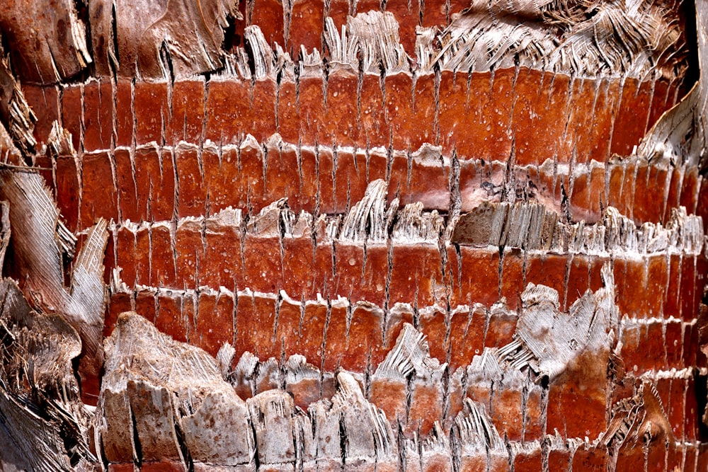 a close up of the bark of a tree