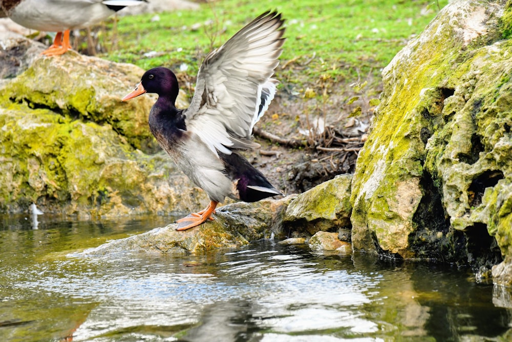 a couple of ducks standing on top of a rock next to a body of water