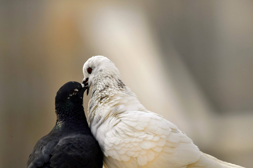 a couple of white and black birds standing next to each other