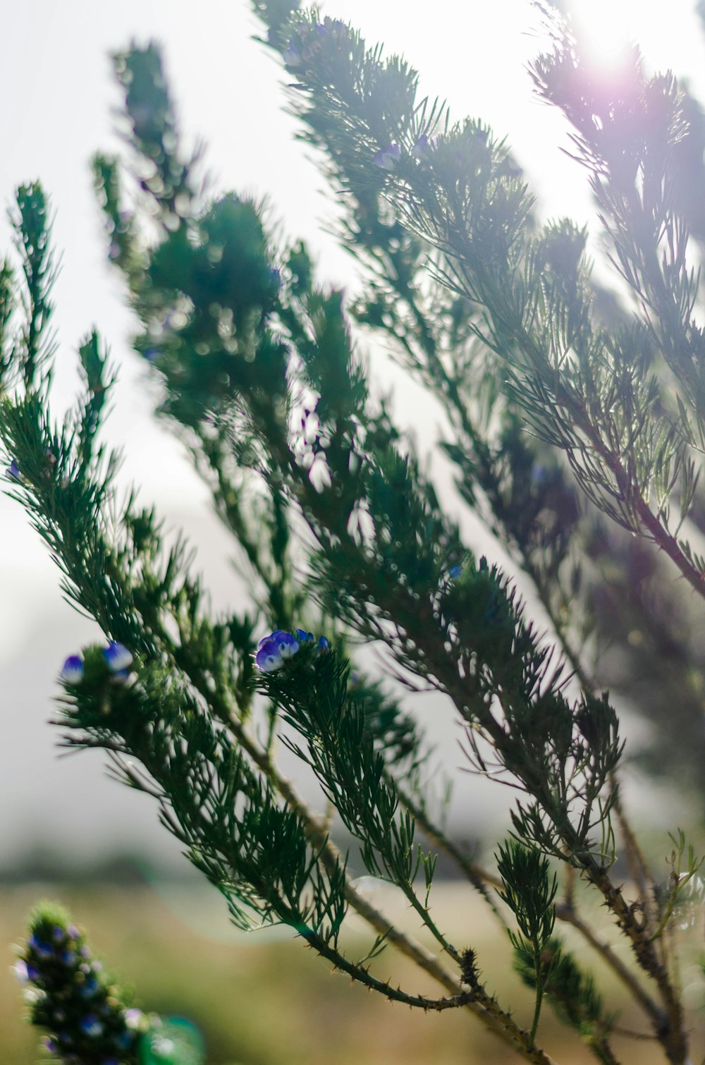 a close up of a tree branch with a blurry background