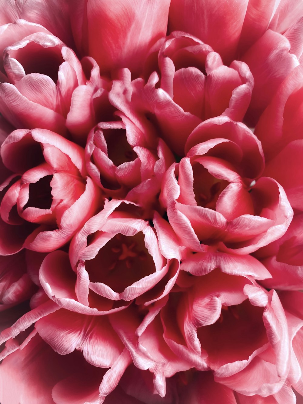 a close up of a pink flower with lots of petals