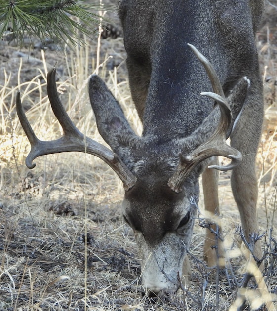 New Mexico canyon country with juniper-pinyon terrain typical of mule deer habitat