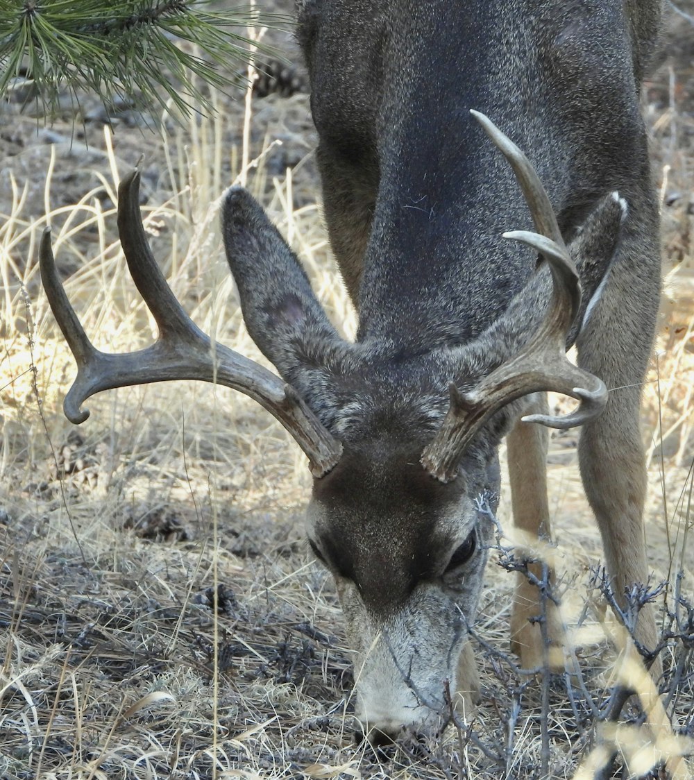 a deer with antlers grazing in a field