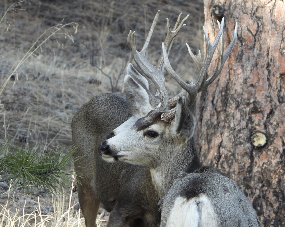 a couple of deer standing next to a tree