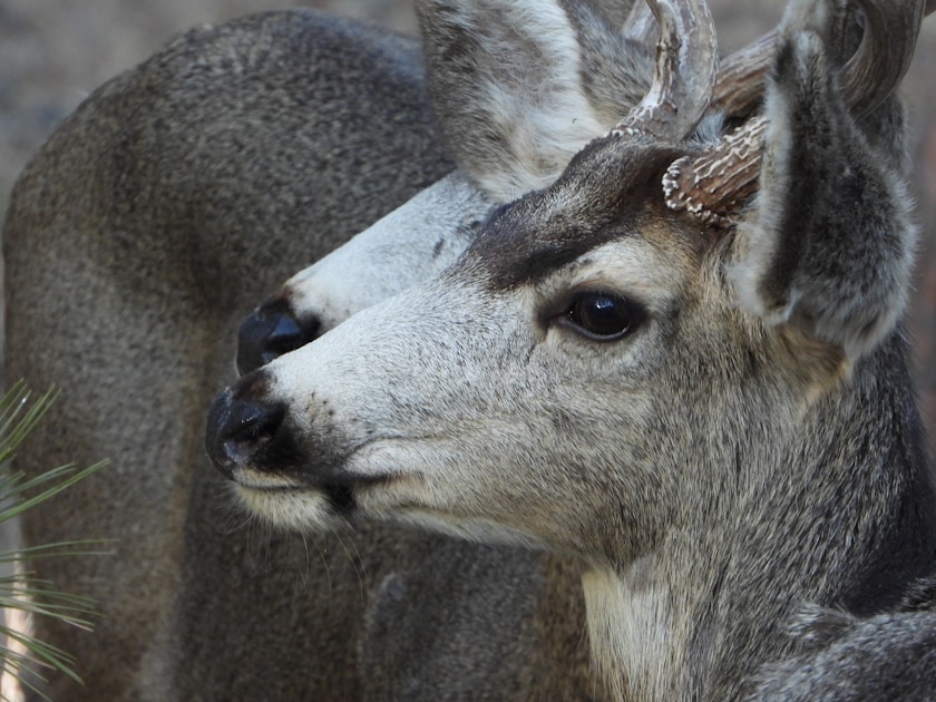 Mule deer in Idaho mountain terrain