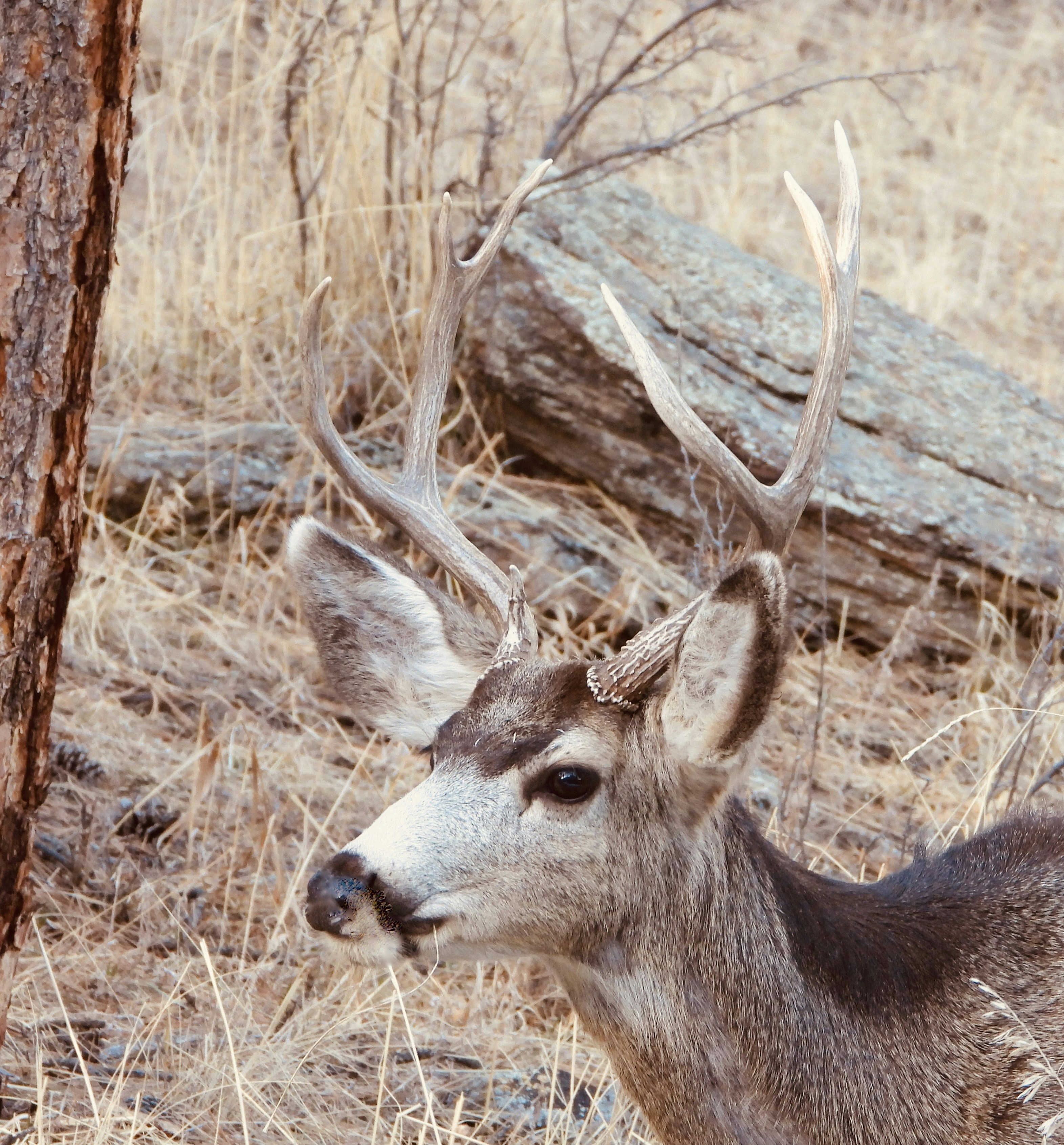 a deer standing in a field next to a tree