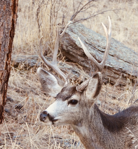 Mule deer buck in Montana sagebrush foothills during autumn hunting season