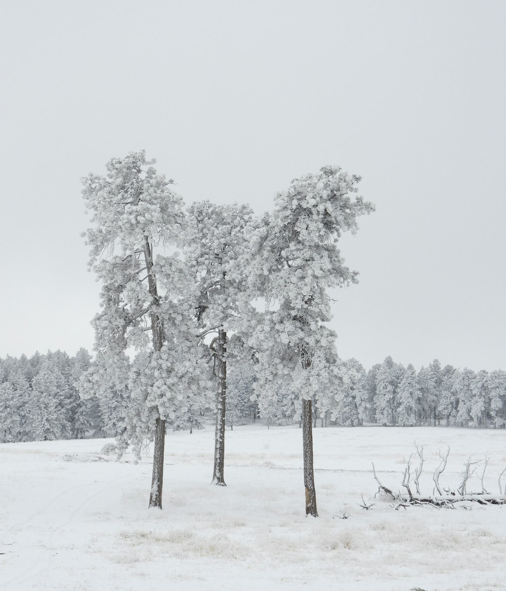 a snow covered field with trees and bushes