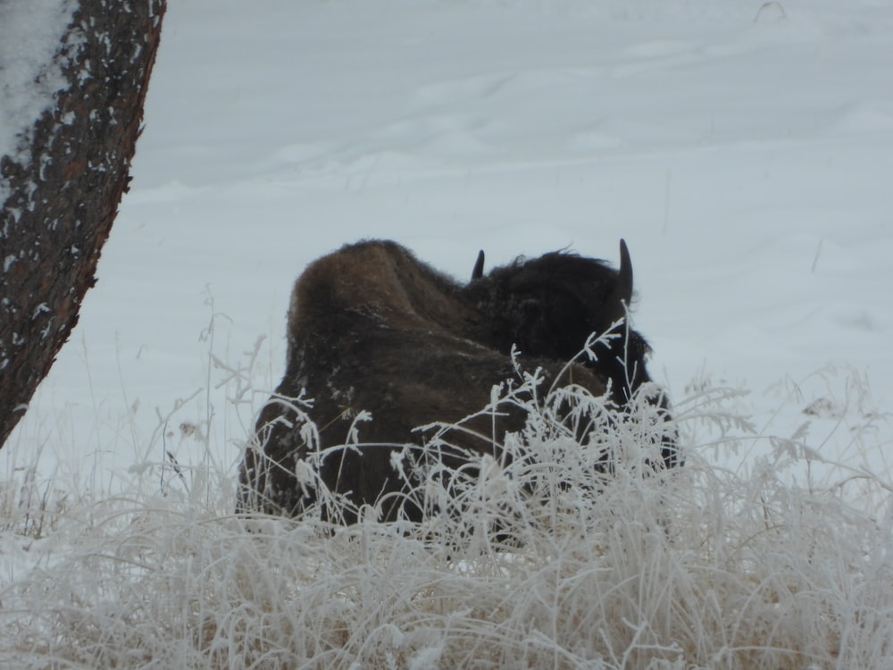 a bison standing in the snow next to a tree