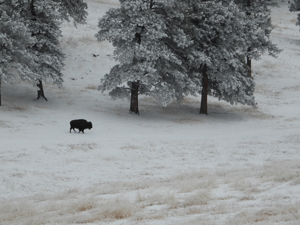 a black animal walking through a snow covered forest