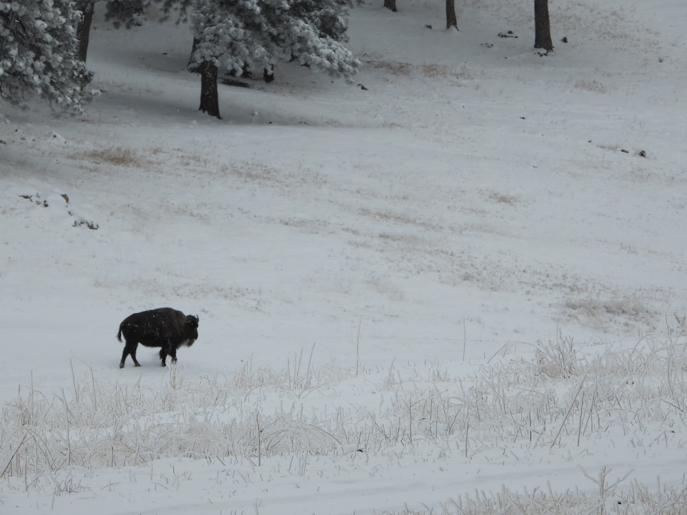 a black animal walking across a snow covered field
