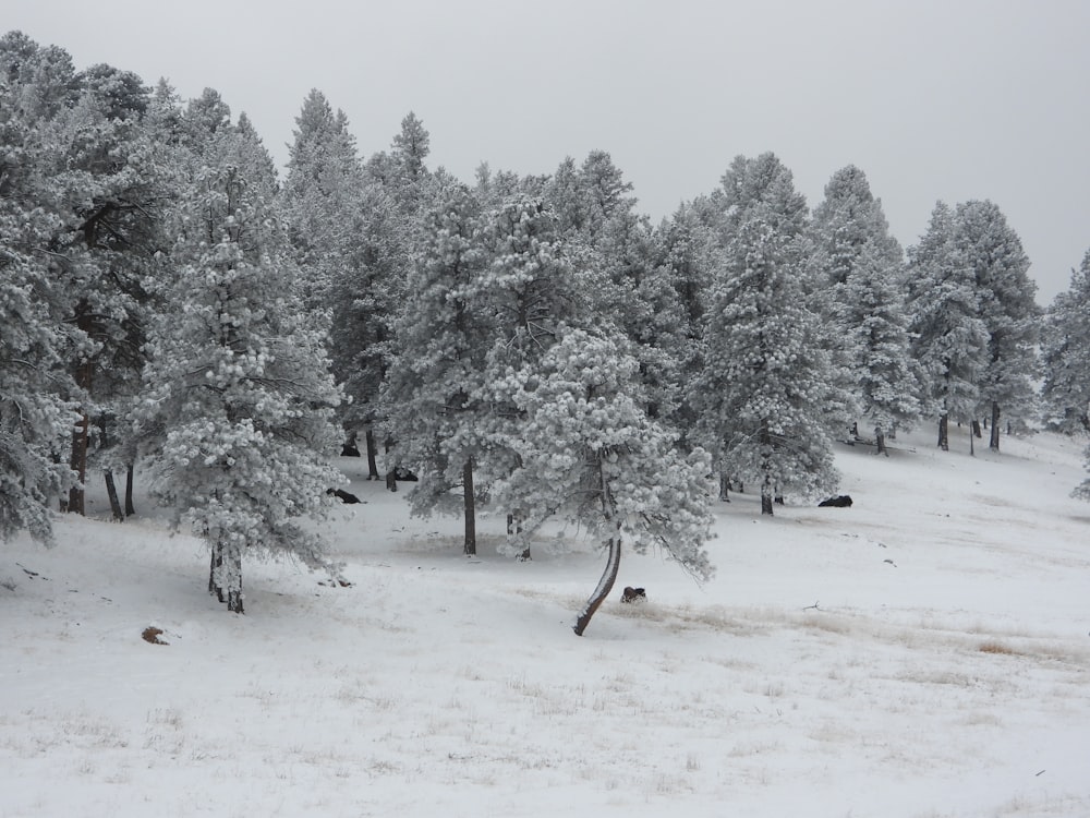 a group of trees covered in snow next to a forest