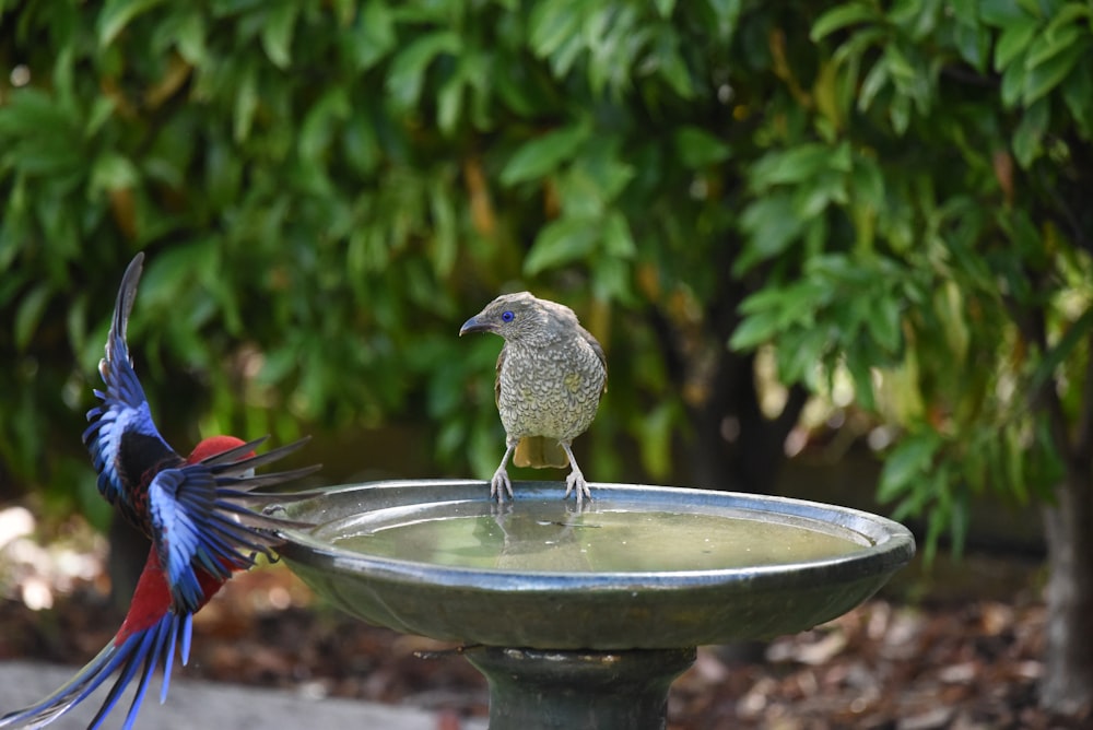 un paio di uccelli che sono seduti su una fontana