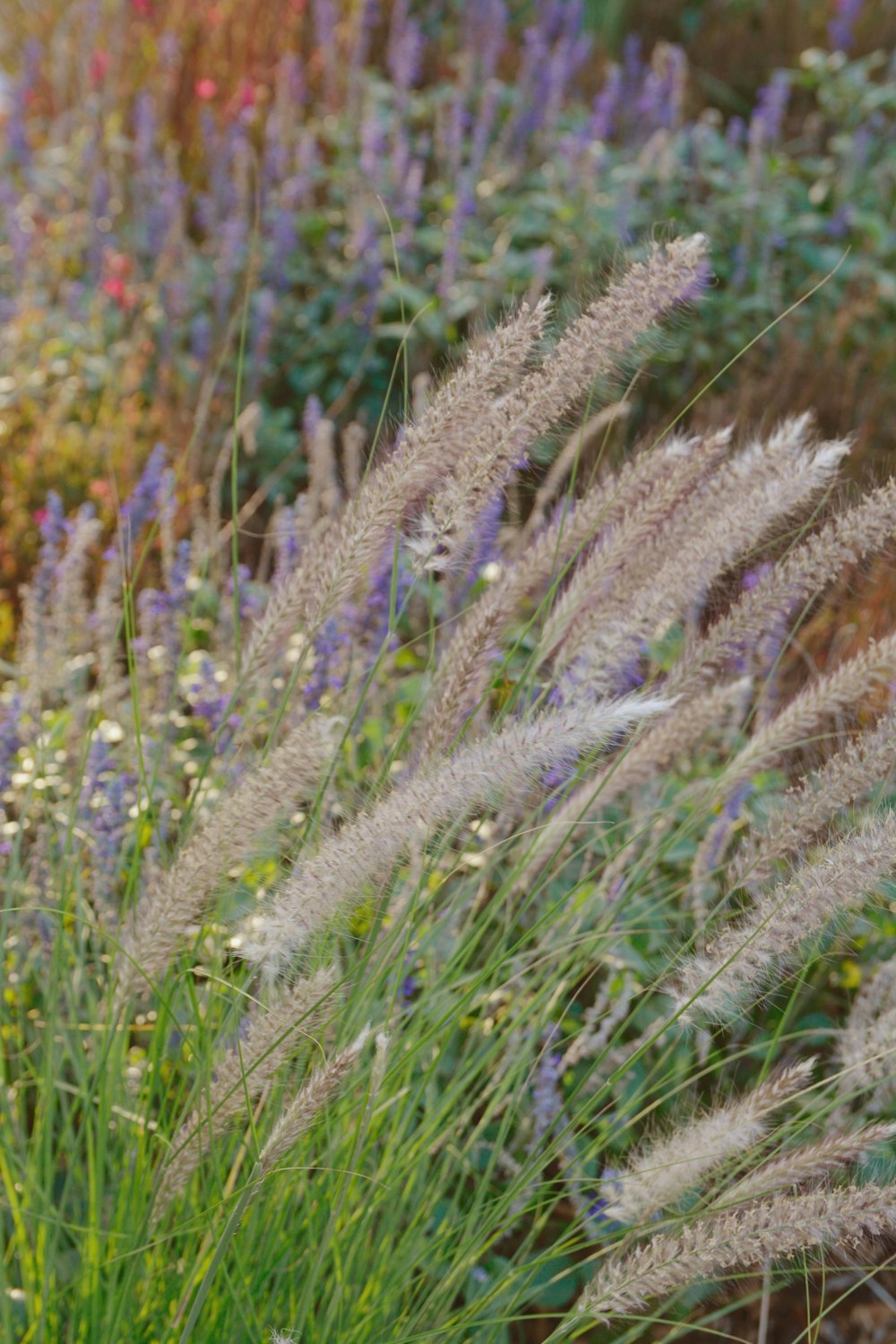 a bunch of flowers that are in the grass