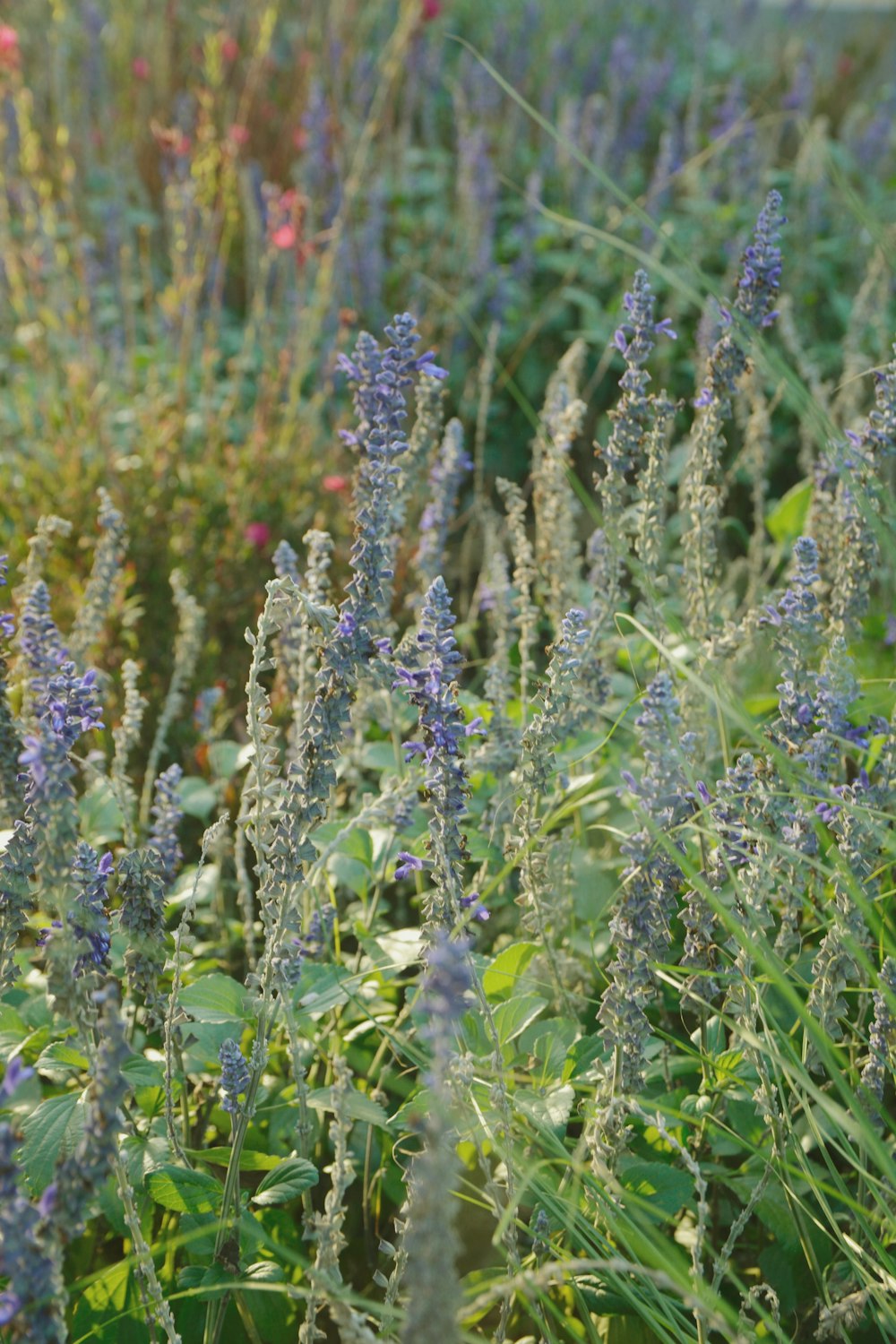 a field full of purple flowers and green grass