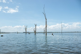 a body of water with dead trees in it