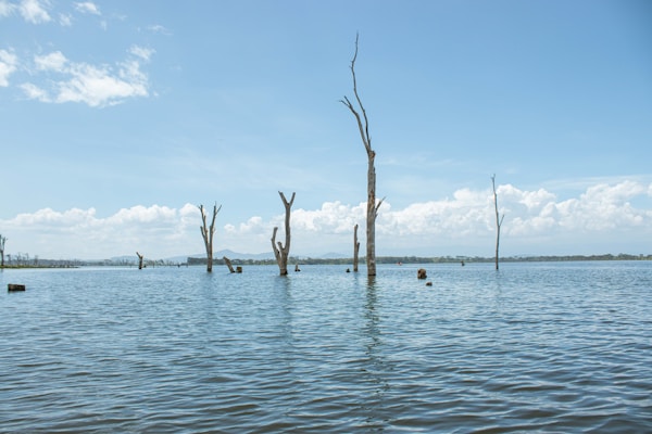 a body of water with dead trees in it