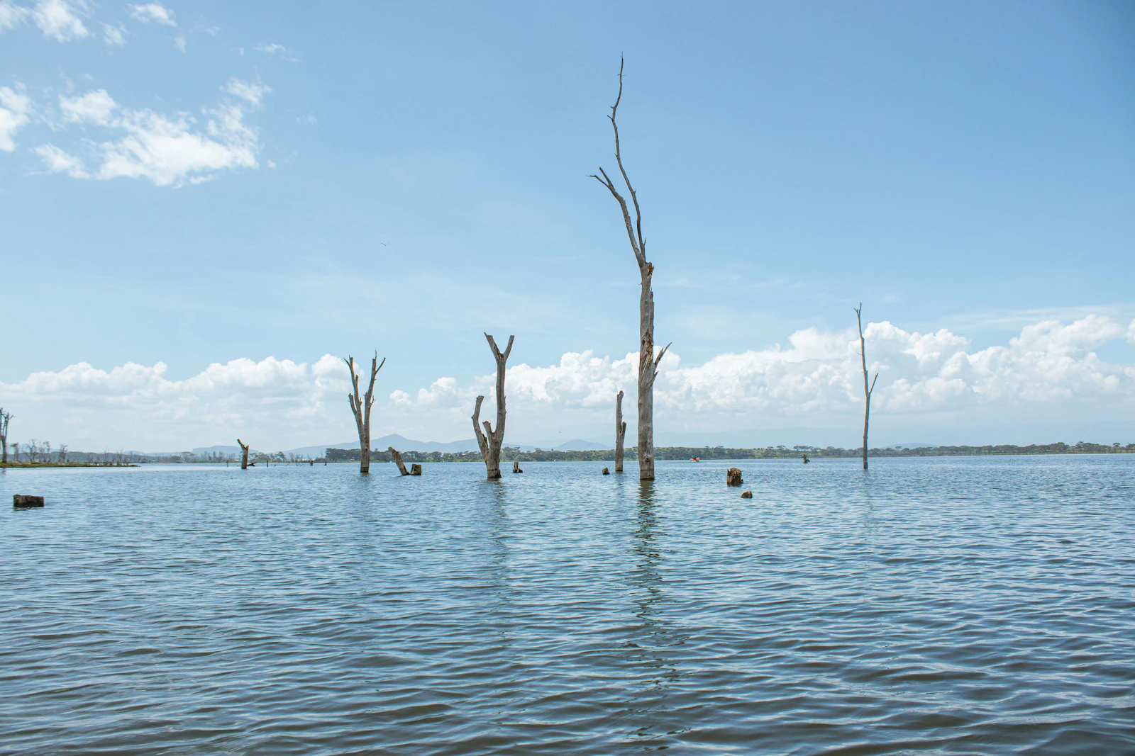 Hippos on Lake Naivasha