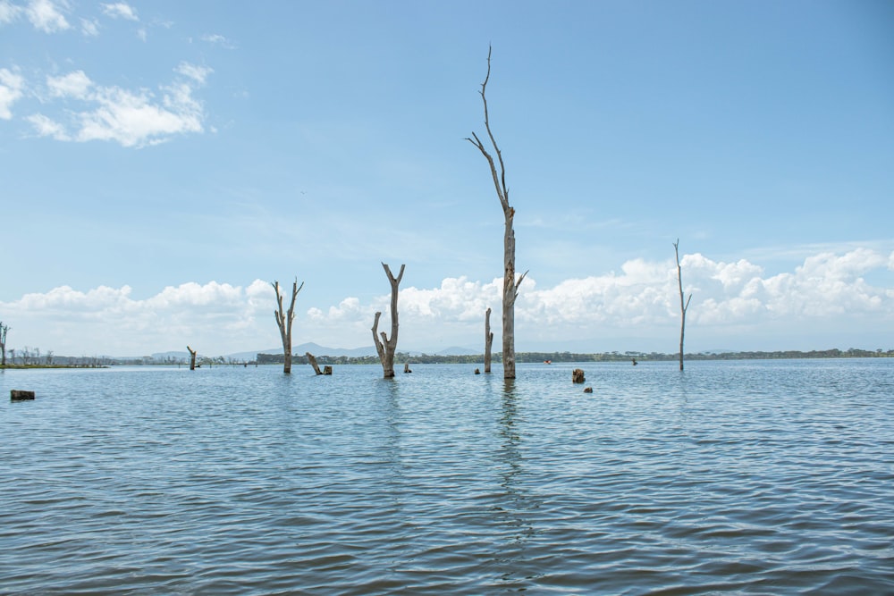 a body of water with dead trees in it
