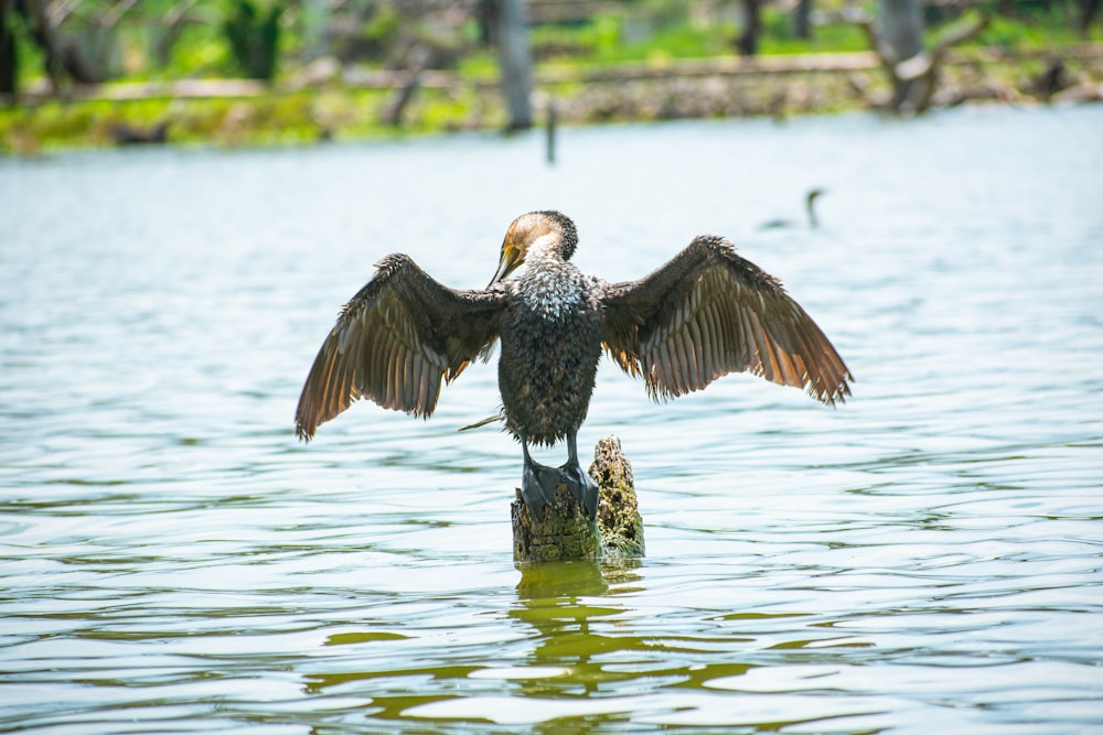 a bird with its wings spread sitting on a log in the water