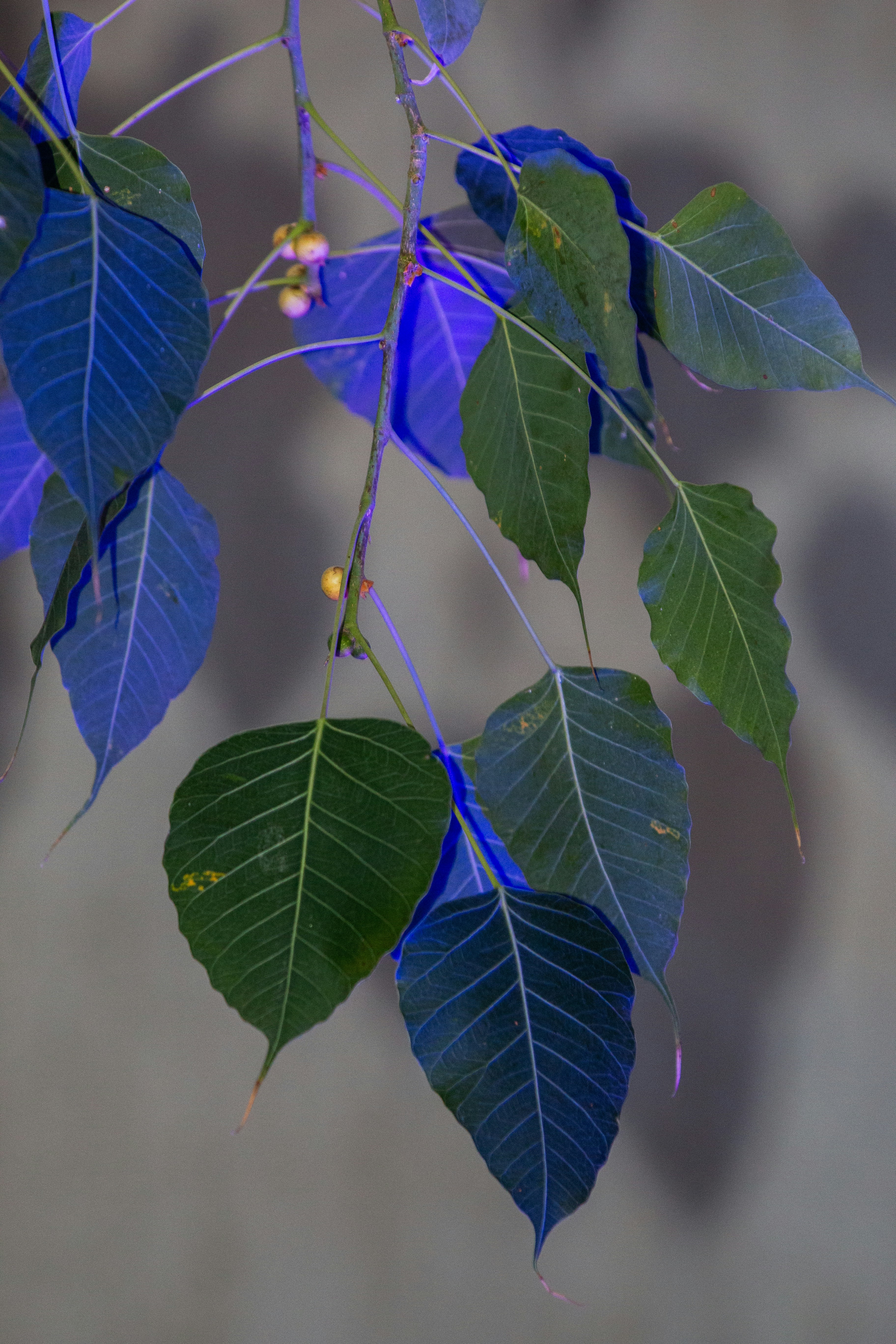 a branch of a tree with blue leaves