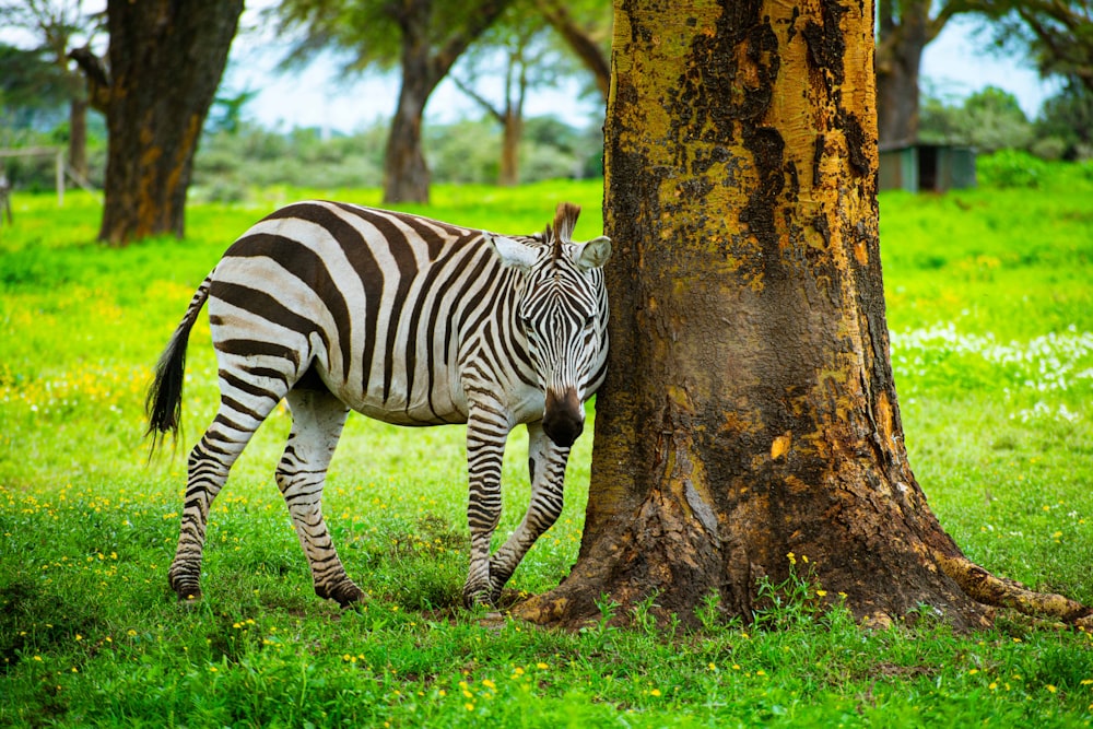 a zebra standing next to a tree on a lush green field