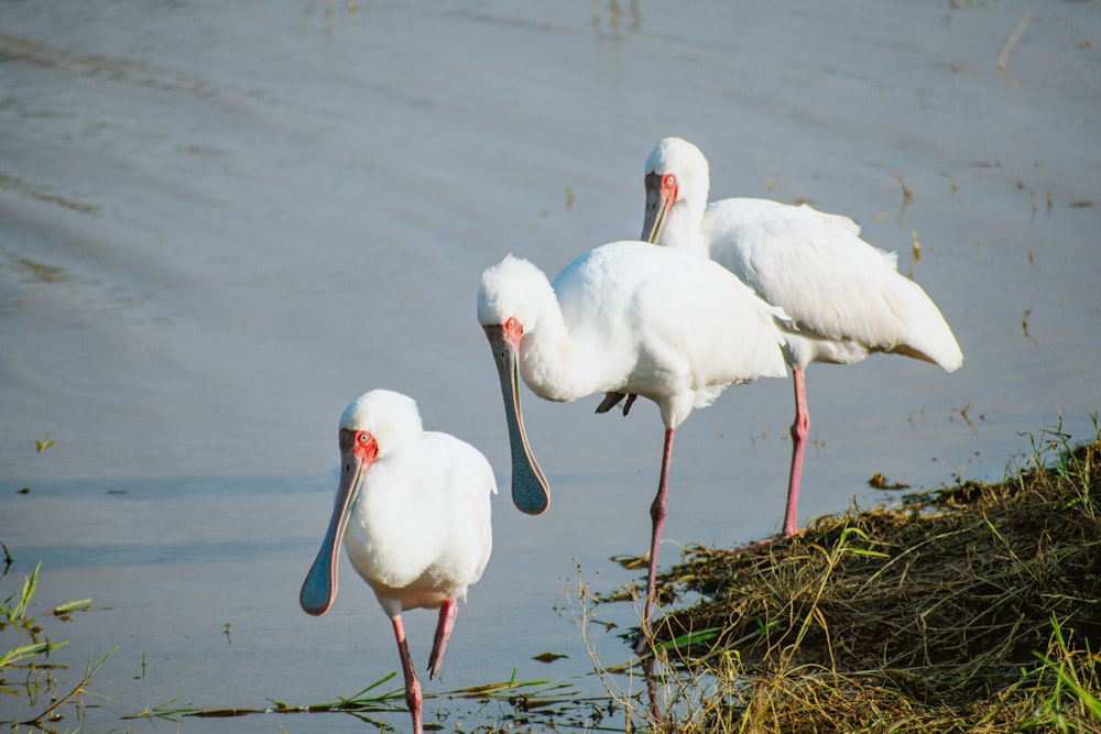 a group of white birds standing next to a body of water