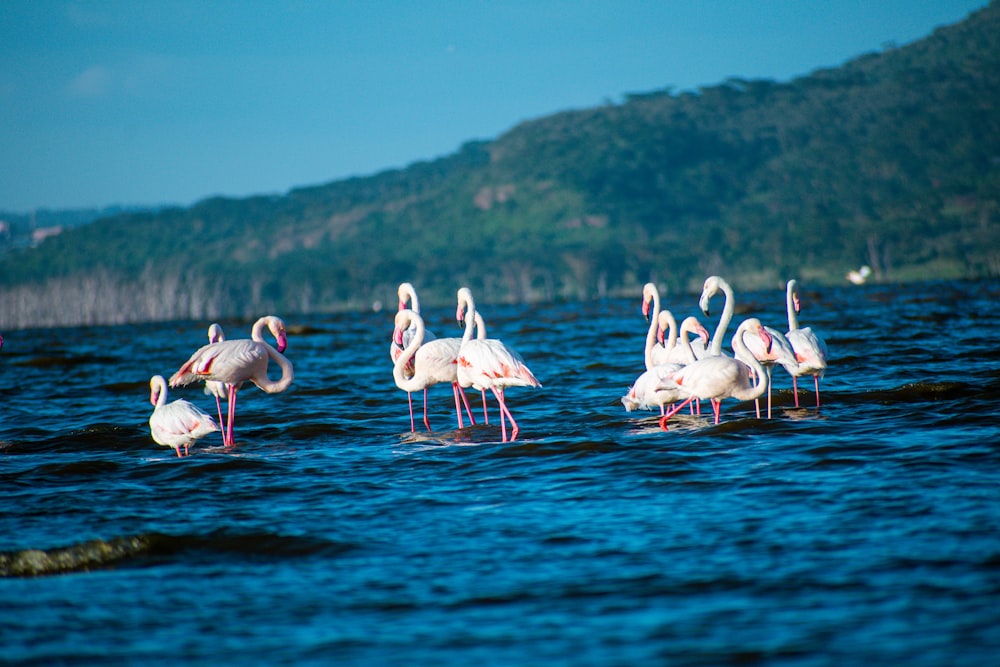 a group of flamingos wading in a body of water