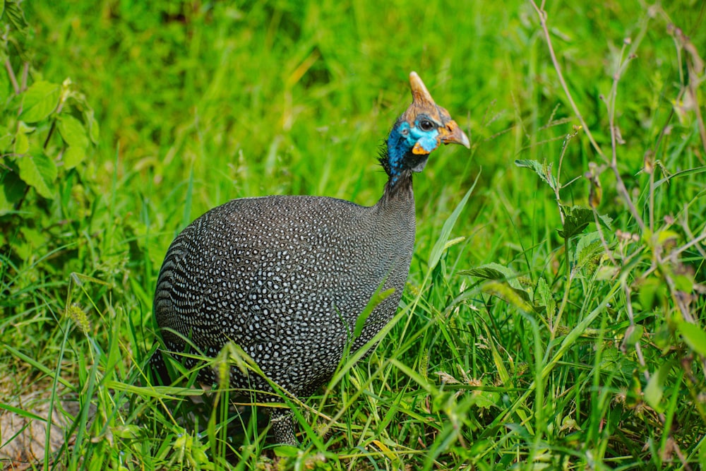 a close up of a bird in a field of grass