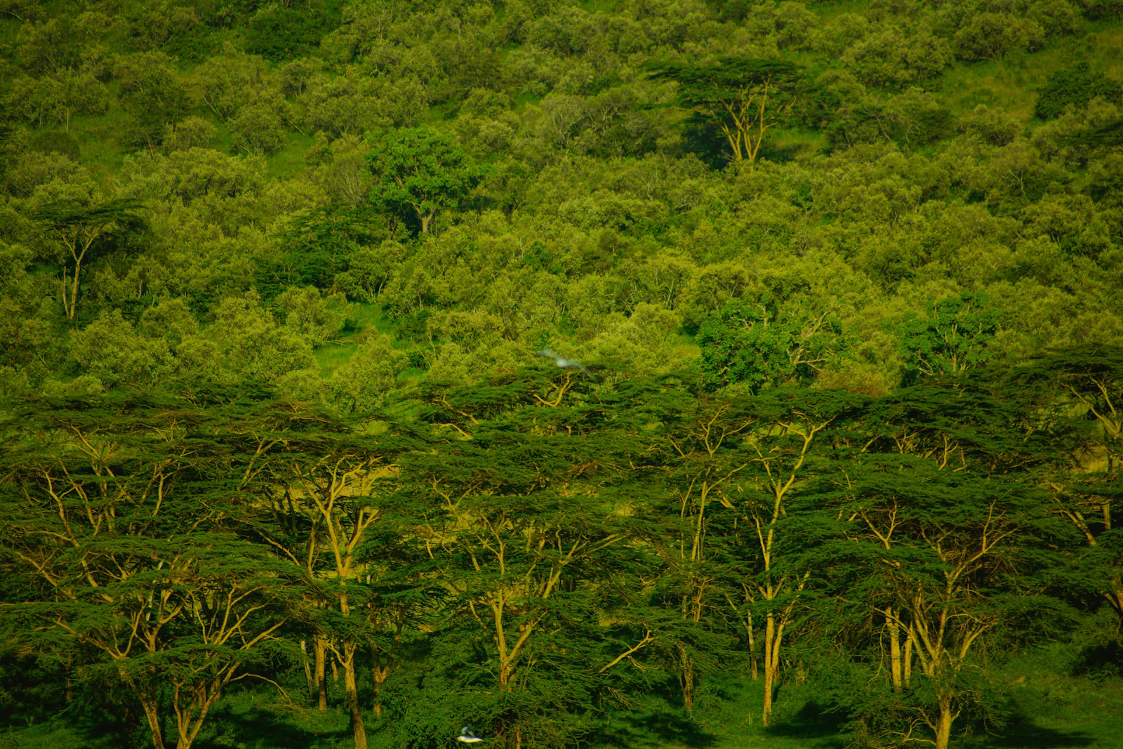 Paisaje representativo de La Chorrera