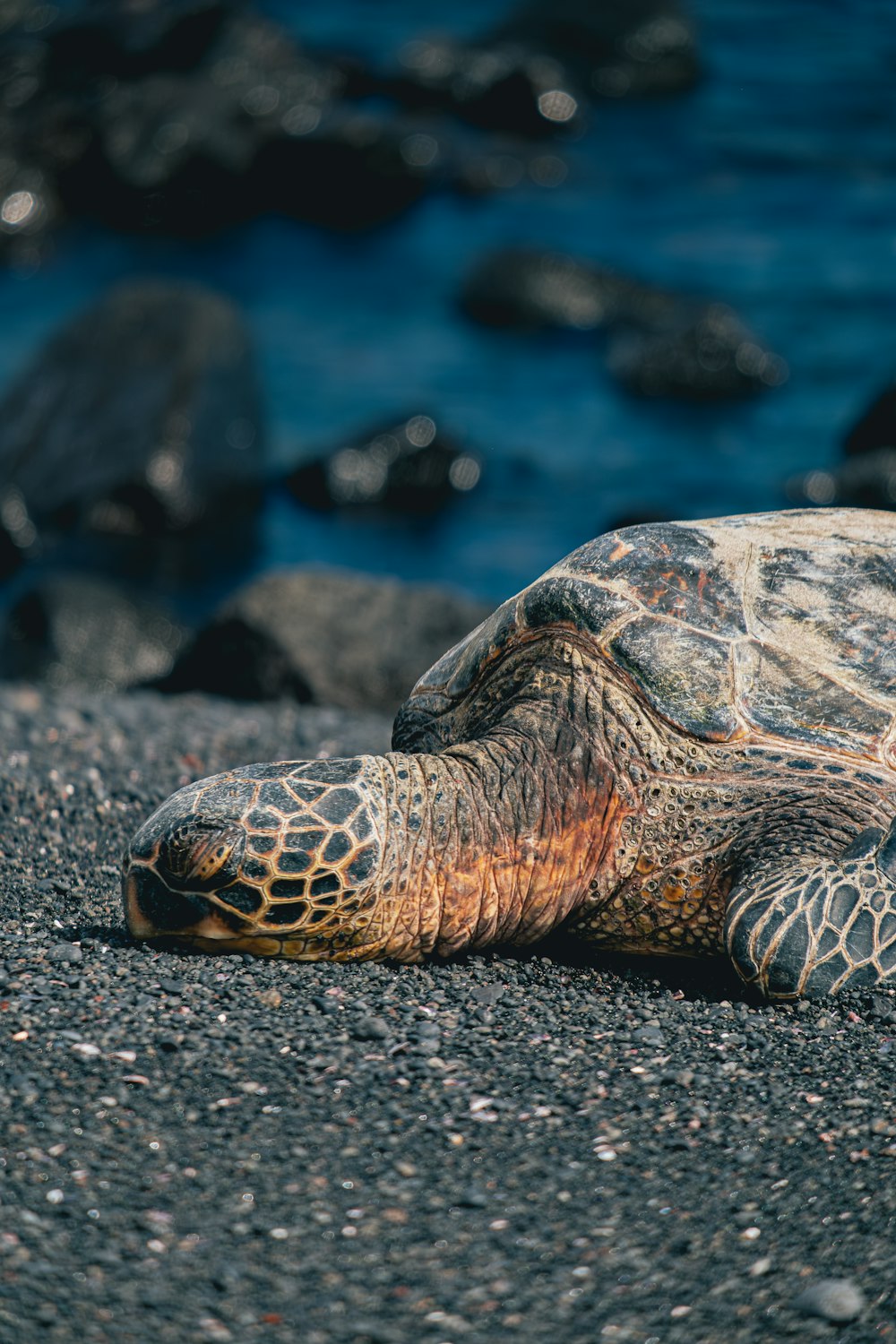 a large turtle laying on top of a sandy beach