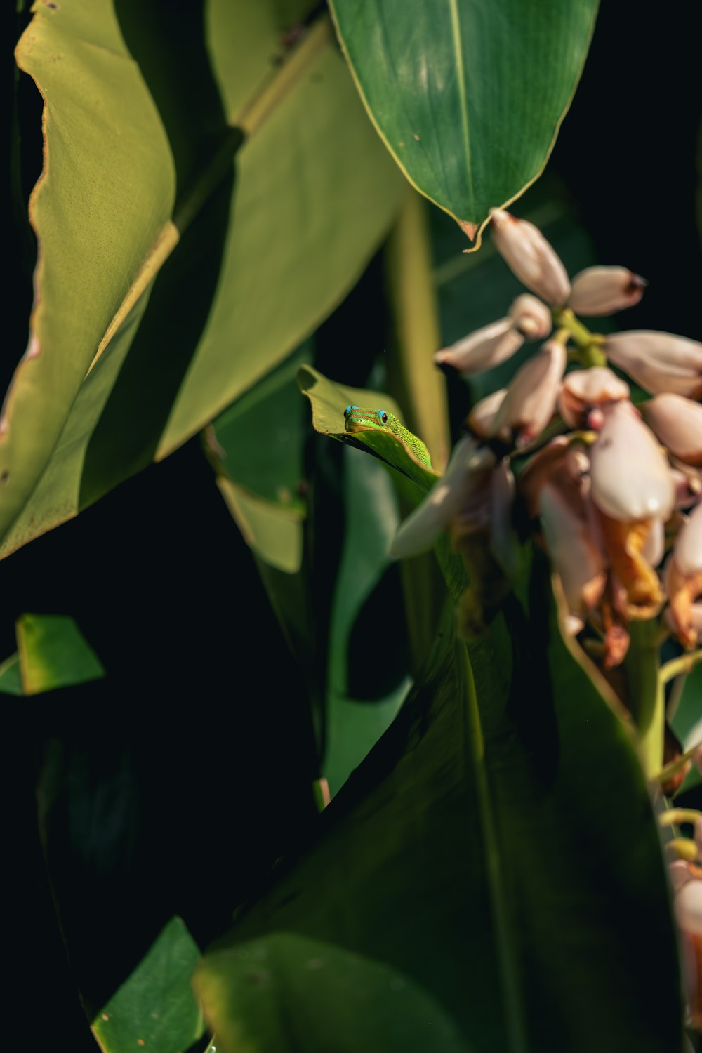 a close up of a flower on a plant