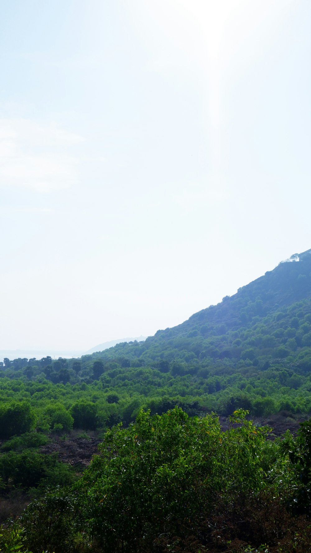 a hill with trees and bushes in the foreground